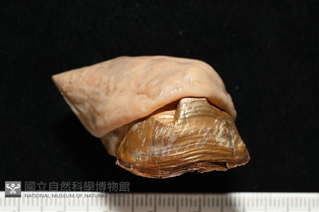 造殼海葵之一種藏品圖，第18張