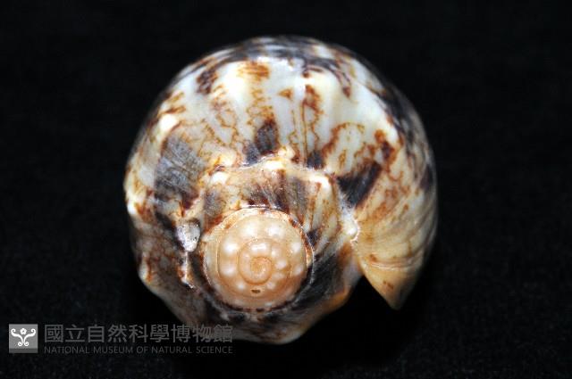 蝙蝠渦螺藏品圖，第18張
