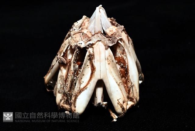 輻星肛海膽藏品圖，第18張