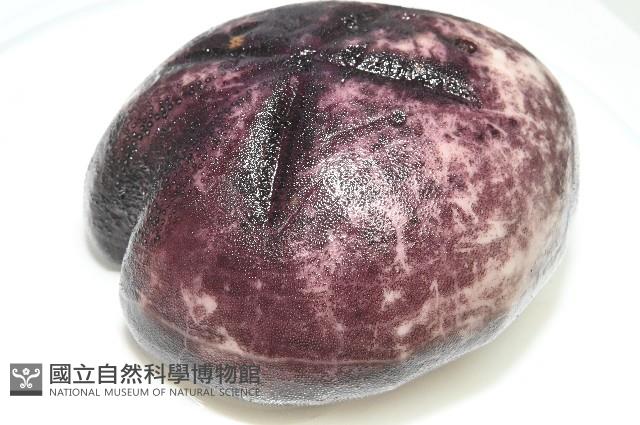 心形緣帶海膽藏品圖，第18張