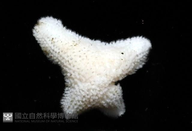 伯頓海燕藏品圖，第8張