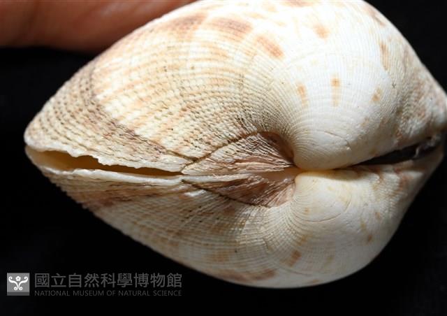 千妮簾蛤藏品圖，第8張