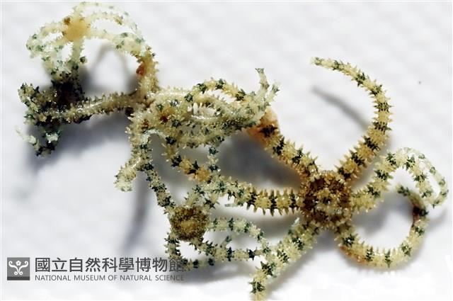 沙氏輻蛇尾藏品圖，第8張