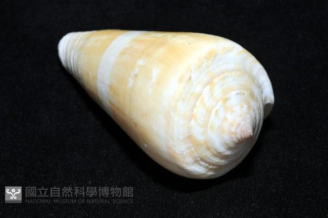 聳肩芋螺藏品圖，第8張