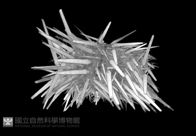 口鰓海膽藏品圖，第8張