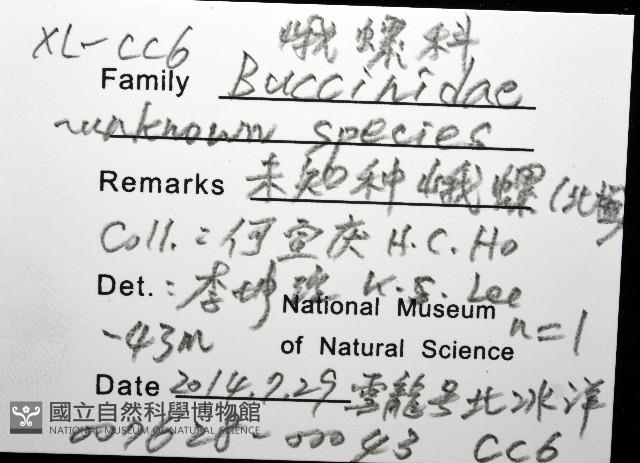 未知種峨螺藏品圖，第8張