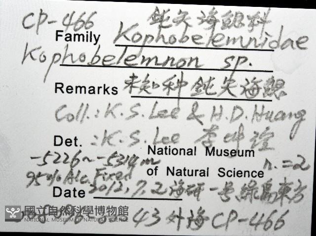 未知種鈍矢海鰓藏品圖，第8張