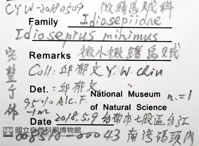 微小微鰭烏賊藏品圖，第8張
