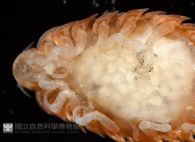 未知種尖甲水虱藏品圖，第8張