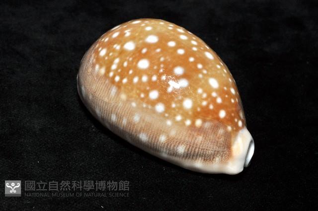 白星寶螺藏品圖，第8張