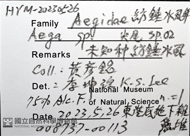 未知種紡錘水虱藏品圖，第8張