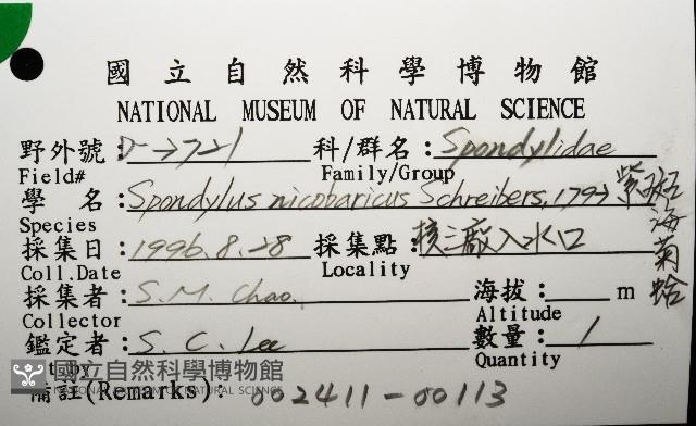 紫斑海菊蛤藏品圖，第8張
