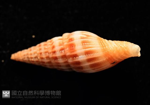 東風蛹筆螺藏品圖，第8張