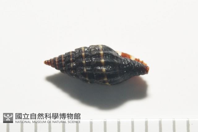 暮靄蛹筆螺藏品圖，第8張