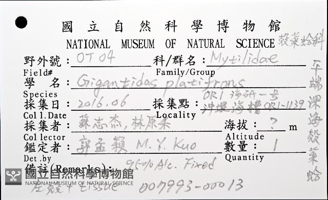平端深海殼菜蛤藏品圖，第8張