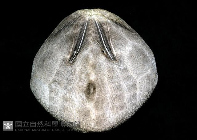 脊背壺海膽藏品圖，第8張