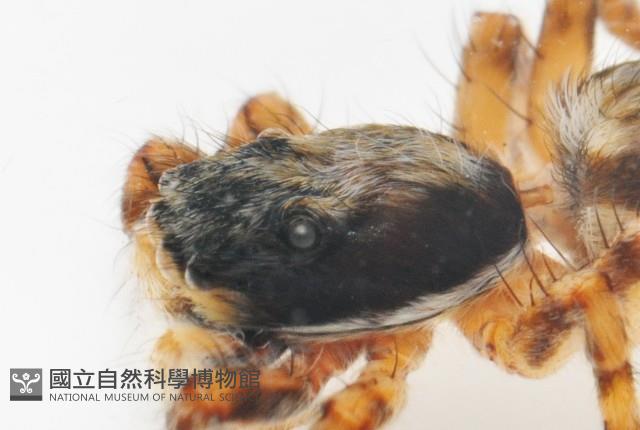 雙帶扁蠅虎藏品圖，第8張