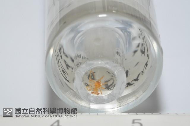 臺灣克羅蛛藏品圖，第8張