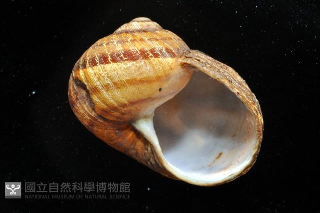 庭園蝸牛藏品圖，第8張