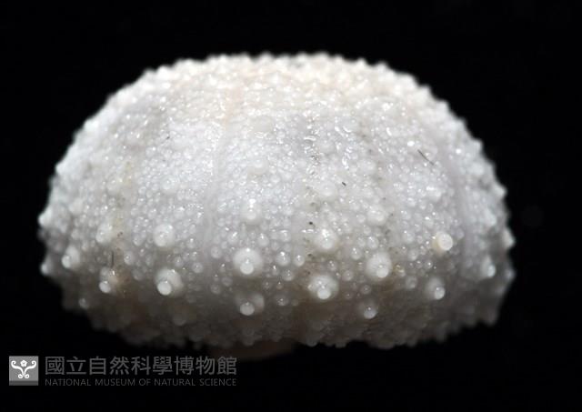 艾氏鋸海膽藏品圖，第8張