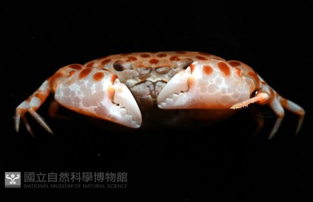 紅斑斗蟹藏品圖，第8張