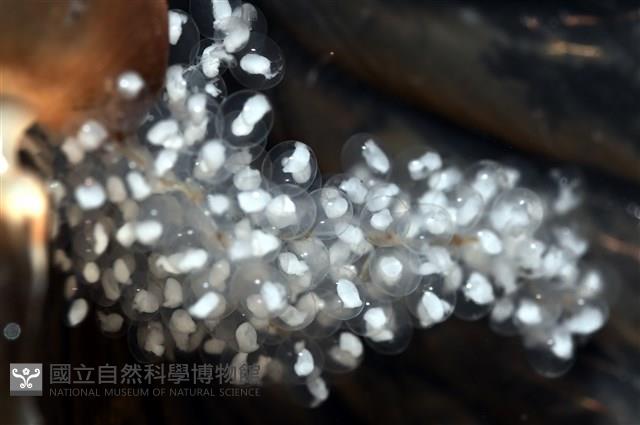 闊船蛸藏品圖，第8張
