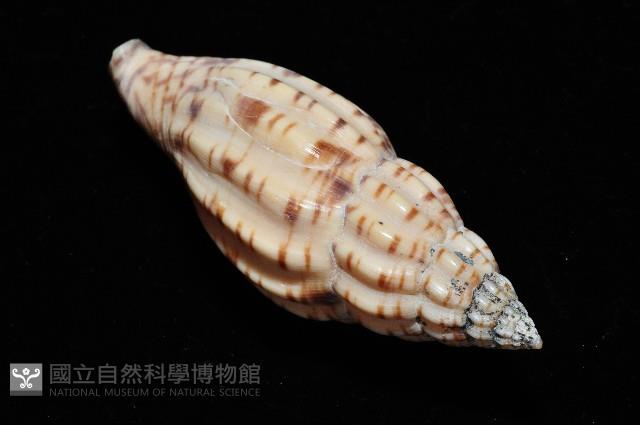扁肋渦螺藏品圖，第8張