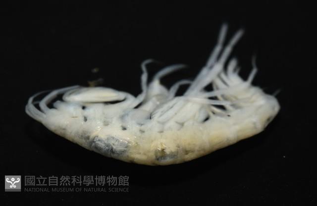 未知種深海鉤蝦藏品圖，第8張