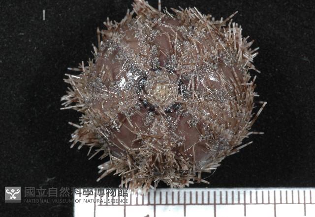 褐駝海膽藏品圖，第8張