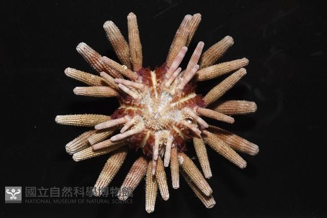 冠棘真頭帕海膽藏品圖，第8張