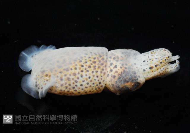 未知種微鰭烏賊藏品圖，第8張