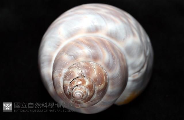 波部鳳螺藏品圖，第8張