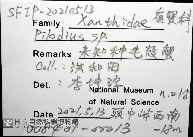 未知種毛殼蟹藏品圖，第8張