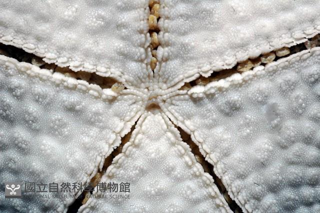 麵包海星(饅頭海星)藏品圖，第8張