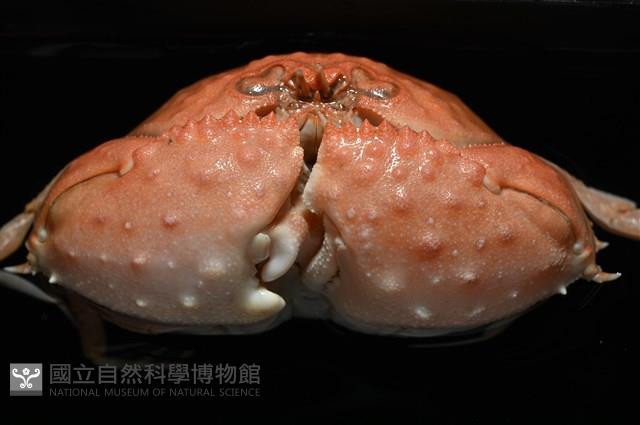 米氏擬圓殼蟹藏品圖，第8張
