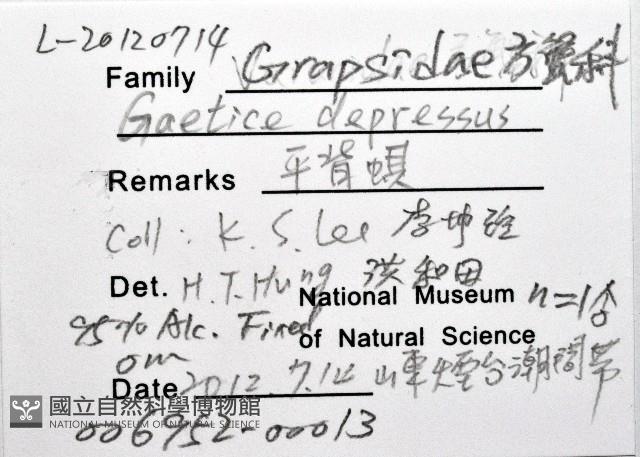 平背蜞藏品圖，第8張