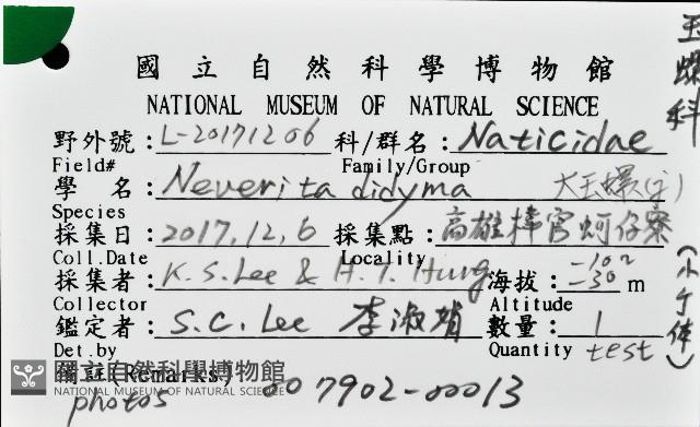 大玉螺藏品圖，第8張