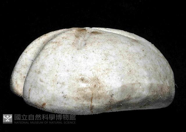 心形緣帶海膽藏品圖，第8張