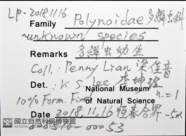 未知種多鱗蟲藏品圖，第8張
