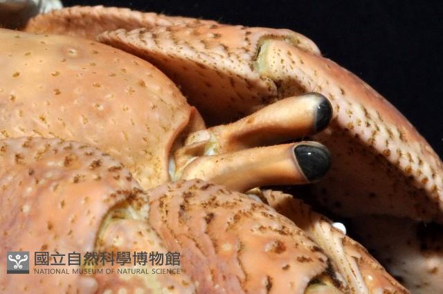 短腕陸寄居蟹藏品圖，第8張