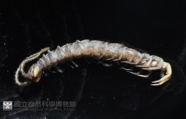 梅峰石蜈蚣藏品圖，第8張