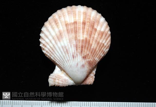 登錄號:007819-00083藏品圖，第8張