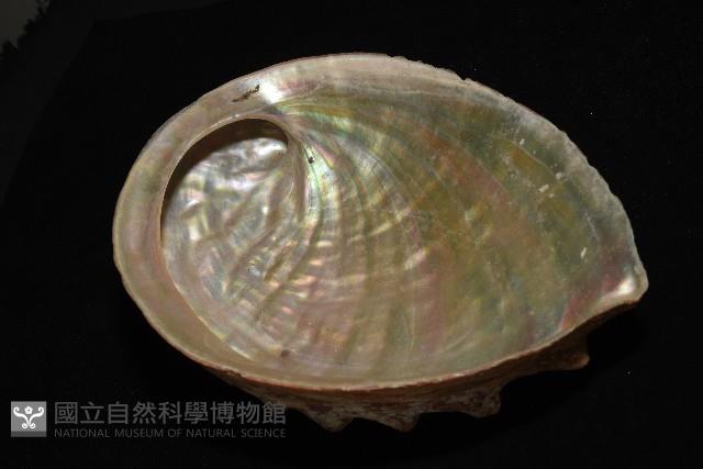 盤鮑螺藏品圖，第8張