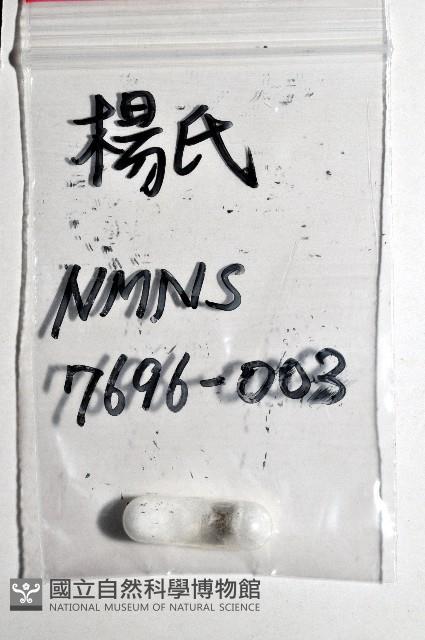 楊氏蛹筆螺藏品圖，第8張