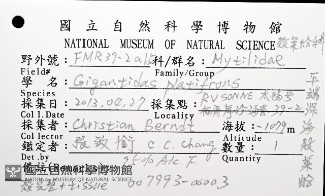 平端深海殼菜蛤藏品圖，第8張