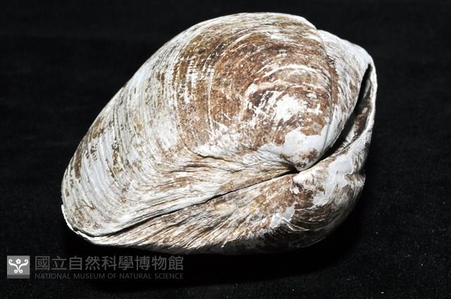 索足蛤藏品圖，第8張