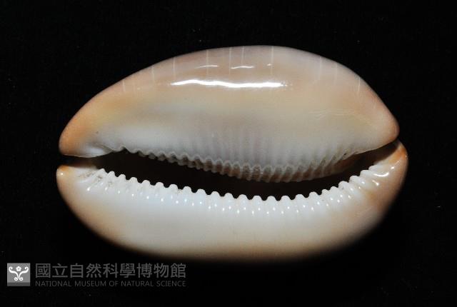 金棗寶螺藏品圖，第8張