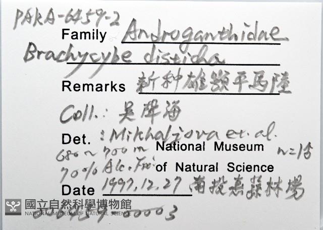 新種雄顎平馬陸藏品圖，第8張