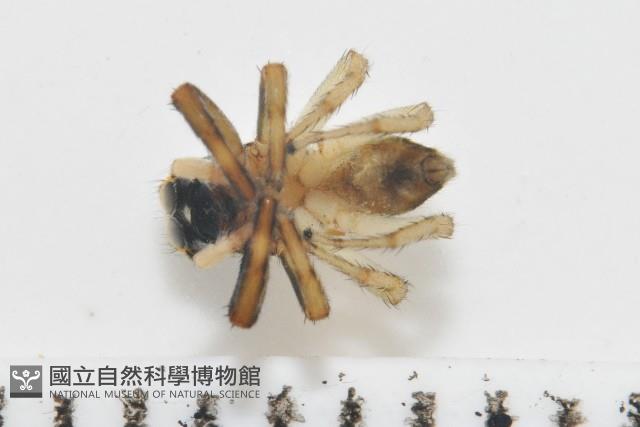 多色金毛蛛藏品圖，第8張