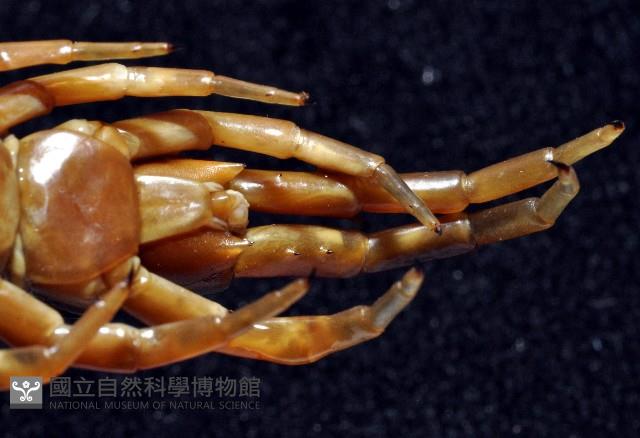 少棘蜈蚣(鳶頭蜈蚣)藏品圖，第8張